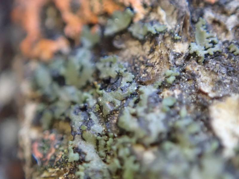 Orange-cored Shadow Lichen (Phaeophyscia rubropulchra)