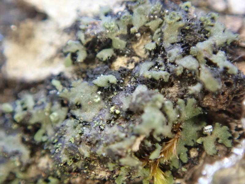 Orange-cored Shadow Lichen (Phaeophyscia rubropulchra)