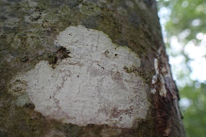 Whitewash Lichen (Phlyctis argena)