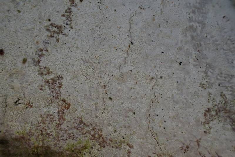 Whitewash Lichen (Phlyctis argena)