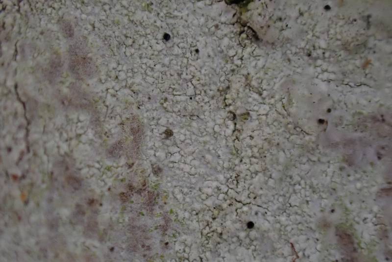 Whitewash Lichen (Phlyctis argena)