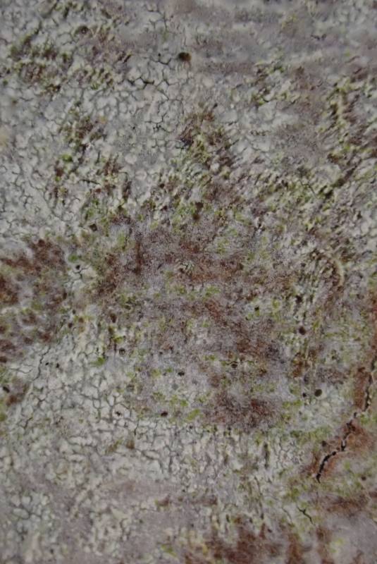 Whitewash Lichen (Phlyctis argena)