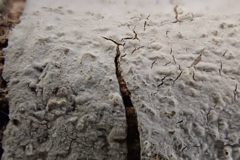 Bark Whitewash (Phlyctis boliviensis)