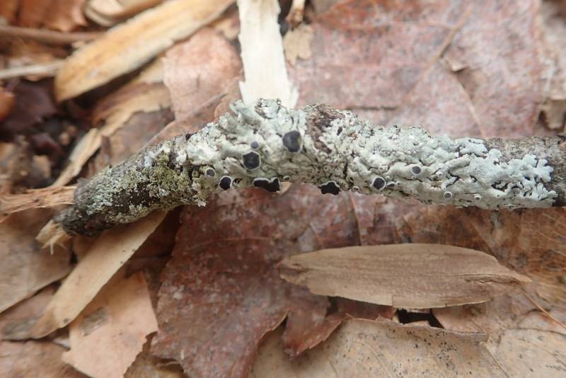 Rosette Lichens (Physcia)