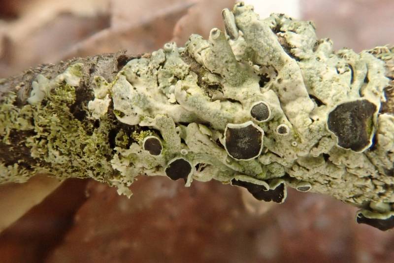 Rosette Lichens (Physcia)