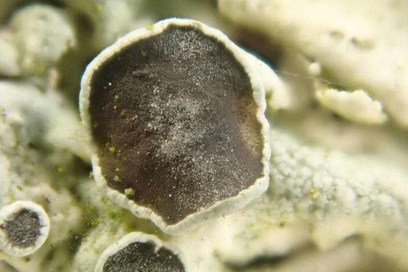 Rosette Lichens (Physcia): close-up of apothecium