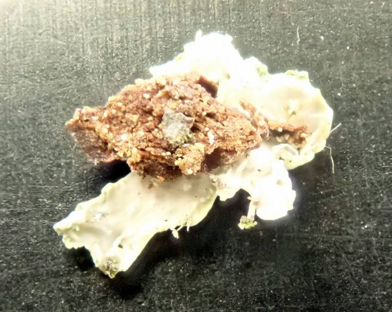 Rosette Lichens (Physcia): underside of thallus