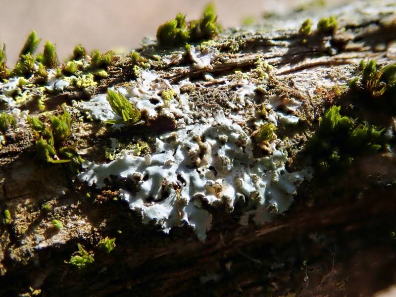 Hooded Rosette Lichen (Physcia adscendens)