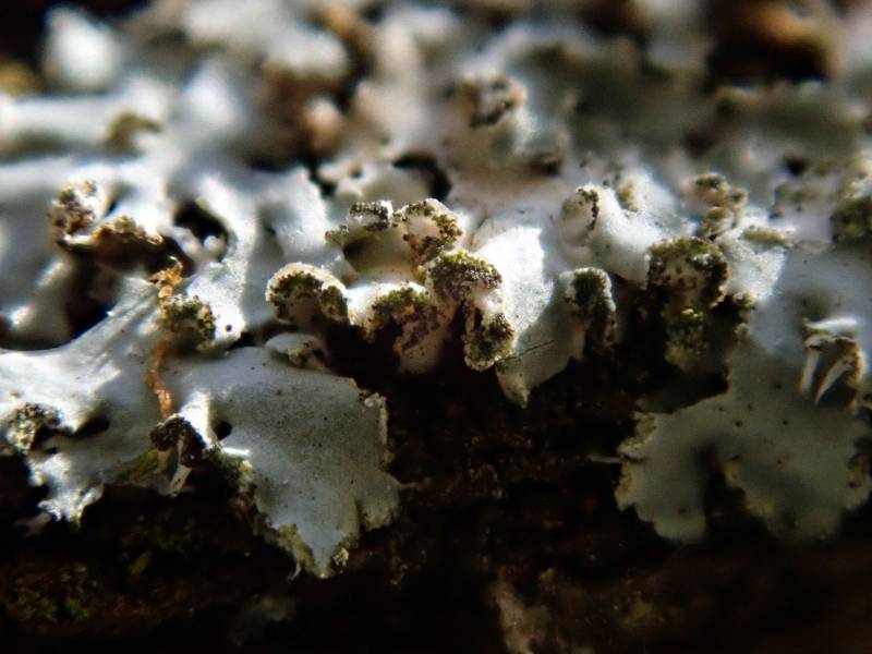 Hooded Rosette Lichen (Physcia adscendens)