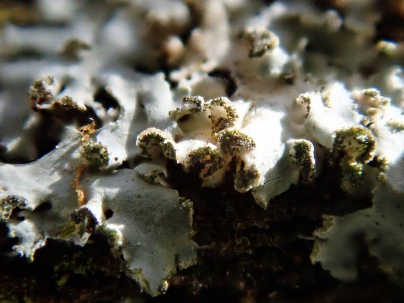 Hooded Rosette Lichen (Physcia adscendens)