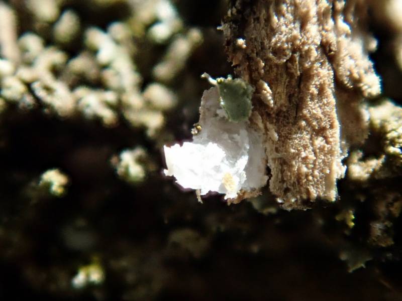 Hooded Rosette Lichen (Physcia adscendens): underside of thallus