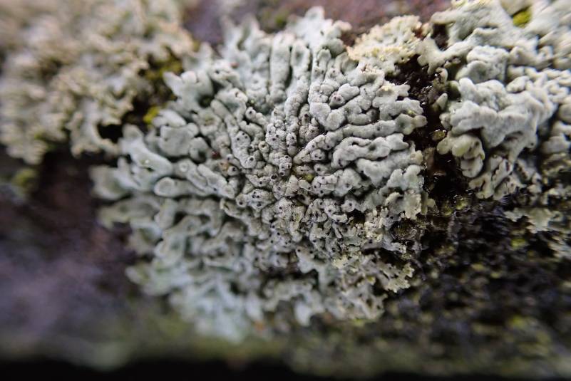 Hoary Rosette Lichen (Physcia aipolia): habit