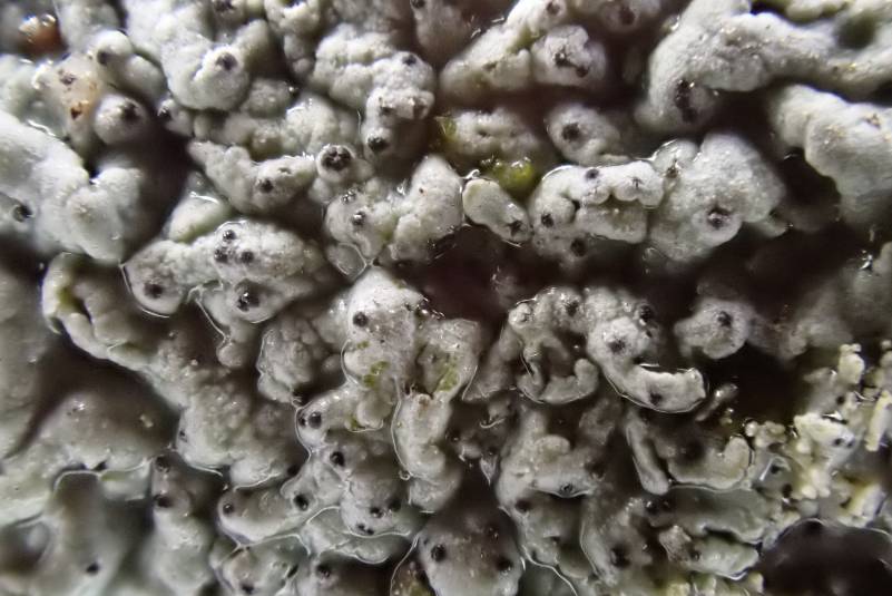 Hoary Rosette Lichen (Physcia aipolia): close up of pycnidia