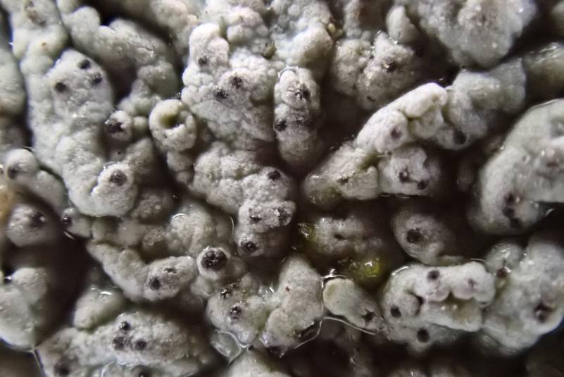 Hoary Rosette Lichen (Physcia aipolia): close up of pycnidia