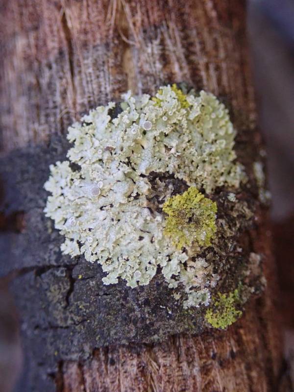 Lace-tipped Lichen (Physcia millegrana). Mixed collection with Candelaria concolor.