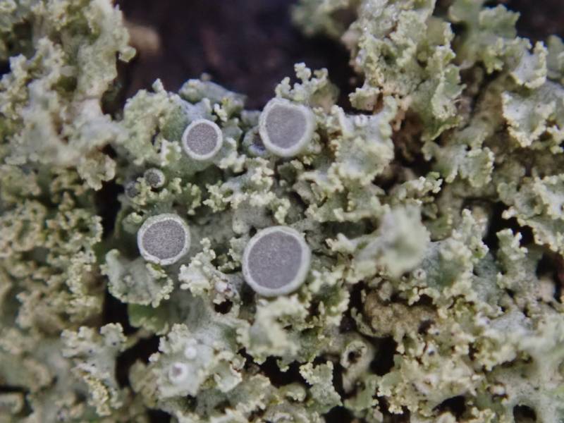 Lace-tipped Lichen (Physcia millegrana)