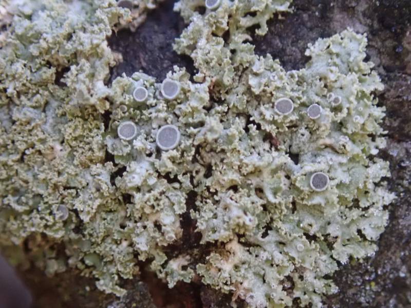 Lace-tipped Lichen (Physcia millegrana)