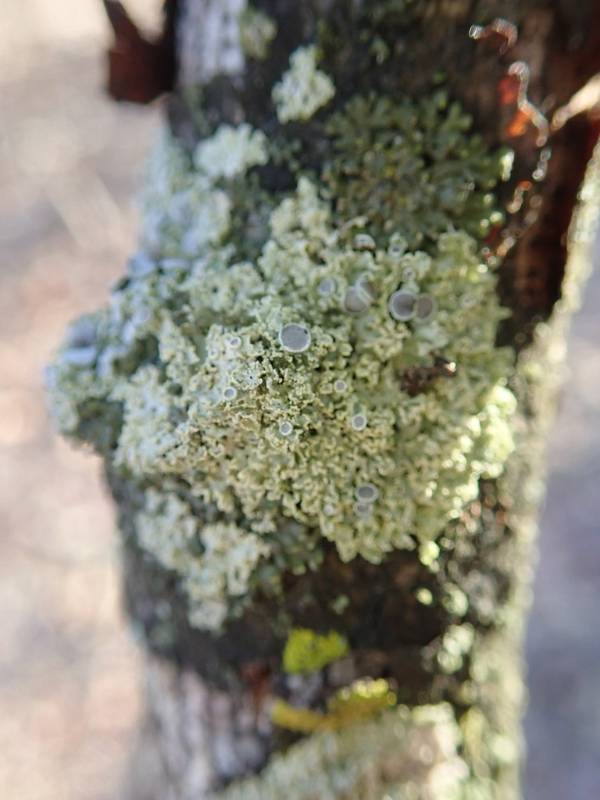 Lace-tipped Lichen (Physcia millegrana)