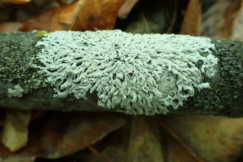 Star Rosette Lichen (Physcia stellaris): habit