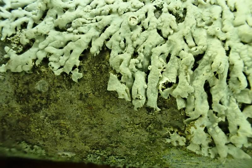 Star Rosette Lichen (Physcia stellaris): close up of lobes