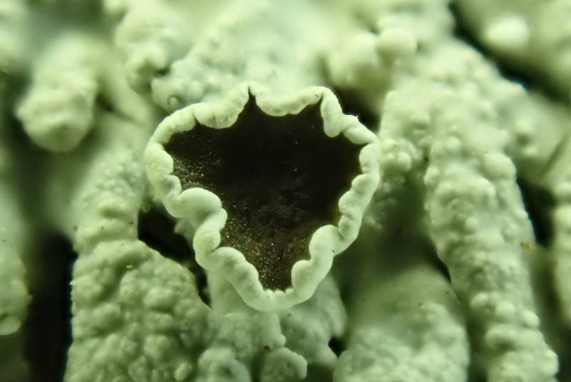 Star Rosette Lichen (Physcia stellaris): close up of apothecia