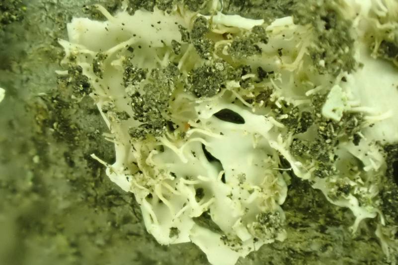 Star Rosette Lichen (Physcia stellaris): underside of thallus showing rhizines