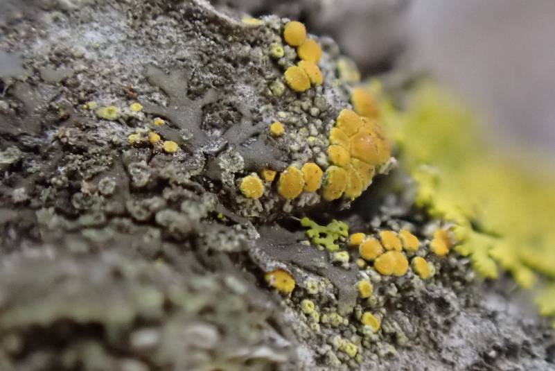 Pin-cushion Sunburst Lichen (Polycauliona polycarpa): habit