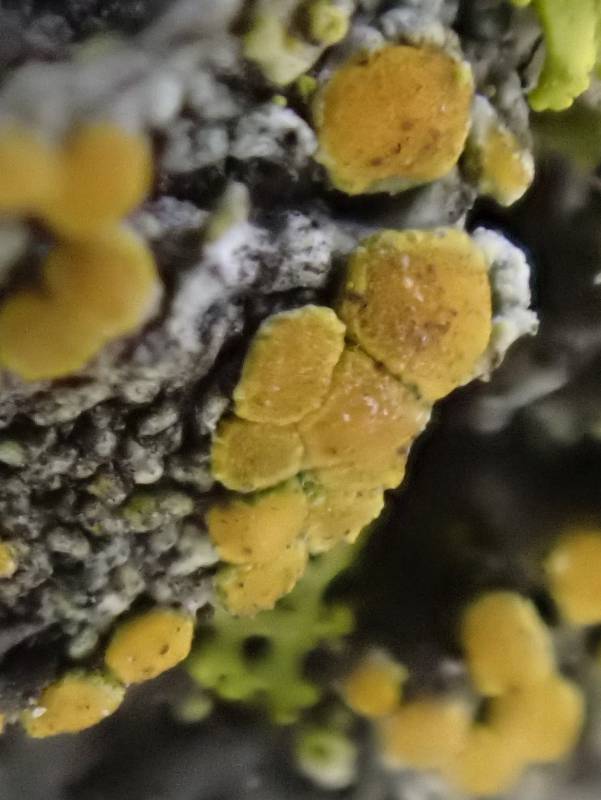 Pin-cushion Sunburst Lichen (Polycauliona polycarpa)