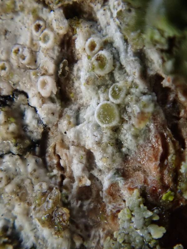 Hagen's Rim-lichen (Polyozosia hagenii): under rainy conditions