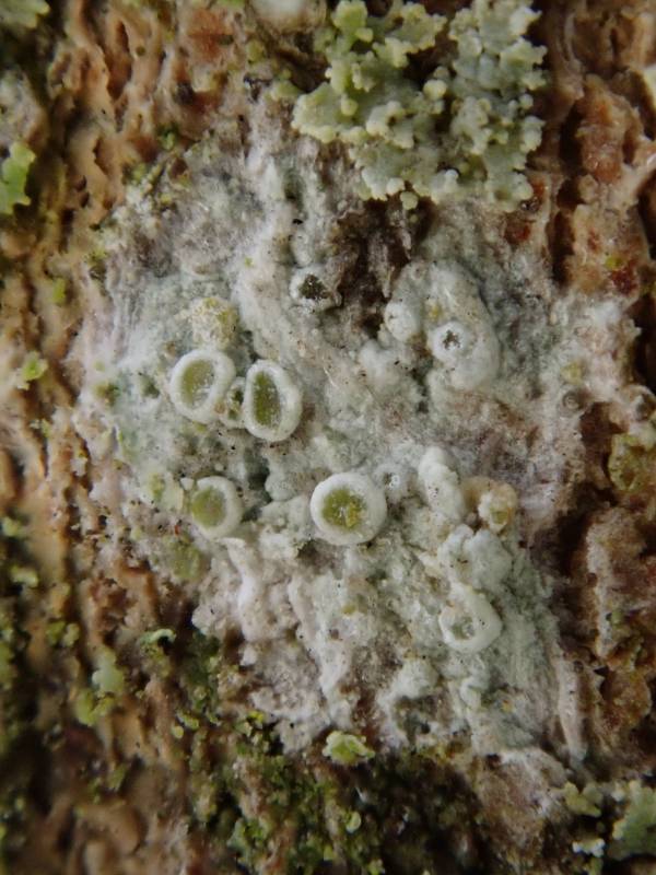 Hagen's Rim-lichen (Polyozosia hagenii): under rainy conditions