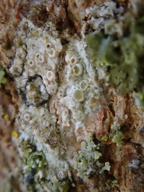 Hagen's Rim-lichen (Polyozosia hagenii): under rainy conditions