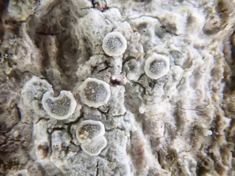 Hagen's Rim-lichen (Polyozosia hagenii)