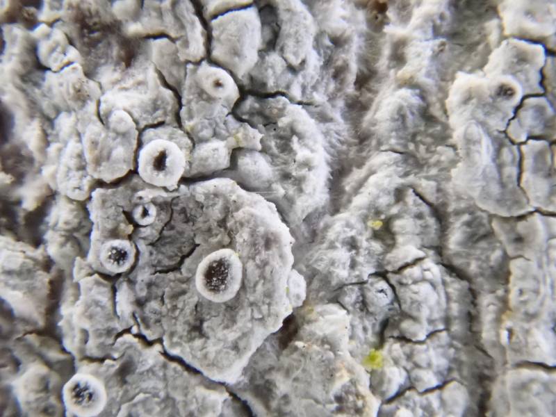 Hagen's Rim-lichen (Polyozosia hagenii)