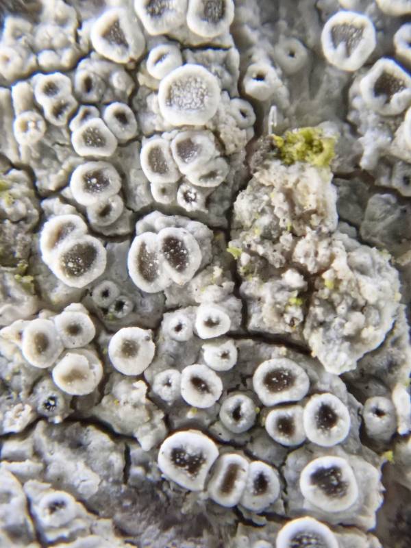 Hagen's Rim-lichen (Polyozosia hagenii)