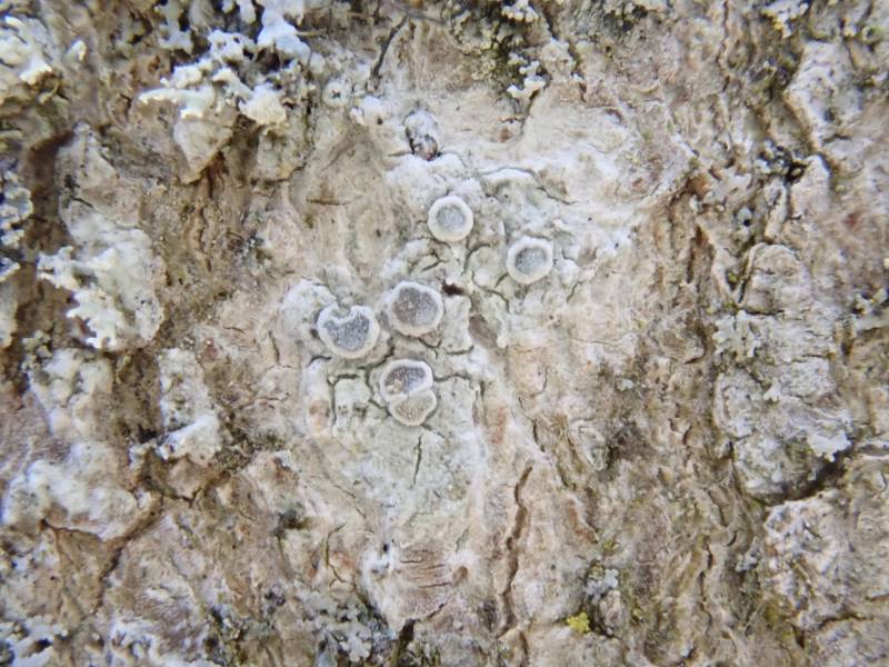 Hagen's Rim-lichen (Polyozosia hagenii)