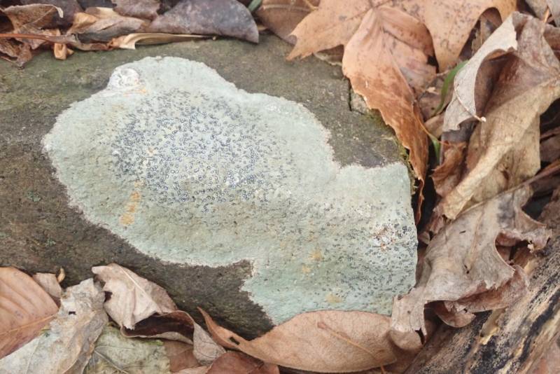 Smokey-eye Boulder Lichen (Porpidia albocaerulescens)