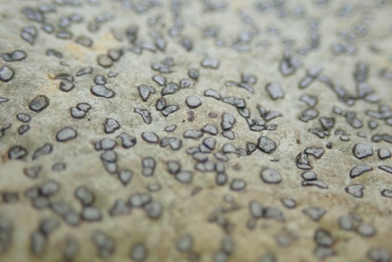 Smokey-eye Boulder Lichen (Porpidia albocaerulescens)