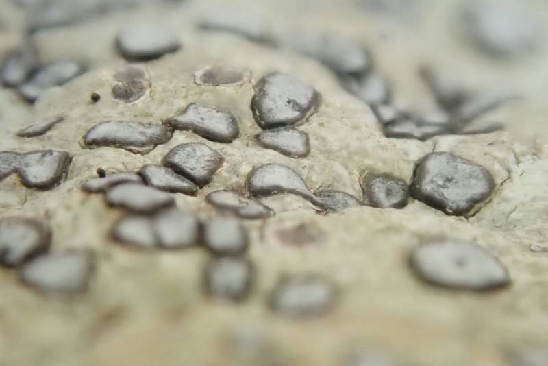 Smokey-eye Boulder Lichen (Porpidia albocaerulescens)