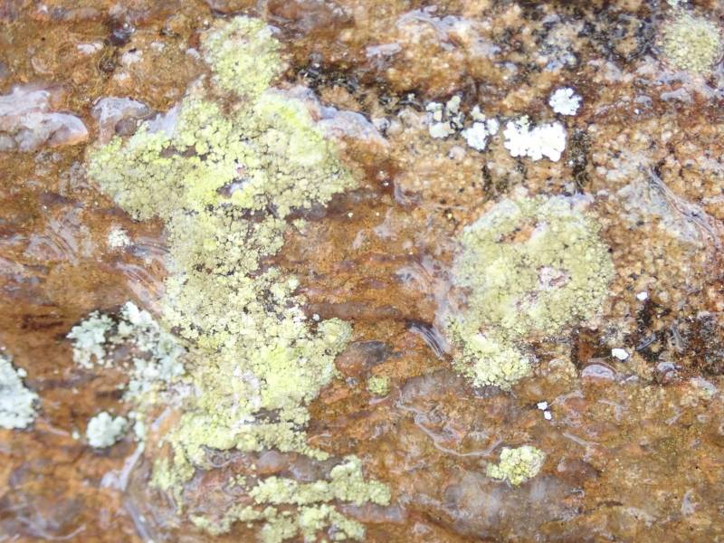 Glowing Teardrop (Psilolechia lucida)