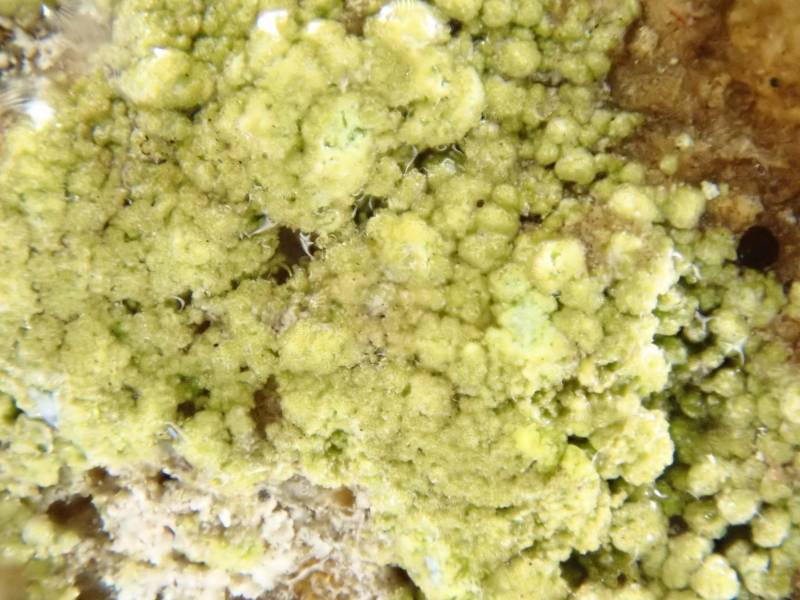 Glowing Teardrop (Psilolechia lucida)