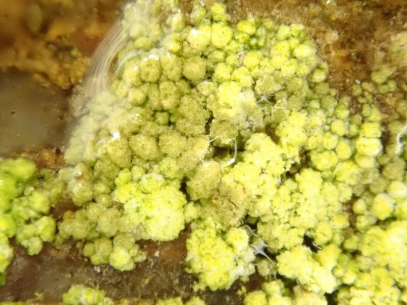 Glowing Teardrop (Psilolechia lucida)