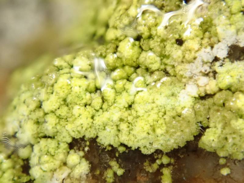 Glowing Teardrop (Psilolechia lucida)