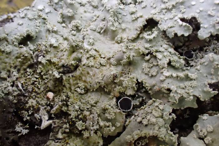 Powdered Speckled Shield Lichen (Punctelia caseana): Close-up of whitepseudocyphellae (tiny pores) and soralia. Note: apothecia are from a different species of lichen.