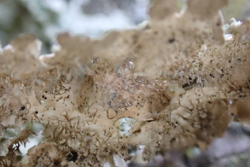 Powdered Speckled Shield Lichen (Punctelia caseana): Underside of thallus.