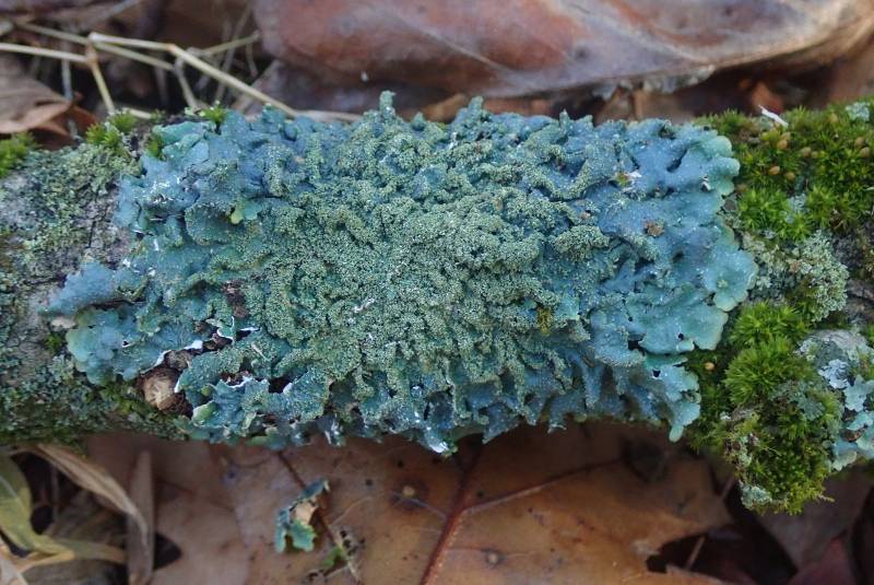 Rough Shield Lichen (Punctelia rudecta)