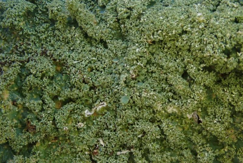 Rough Shield Lichen (Punctelia rudecta)