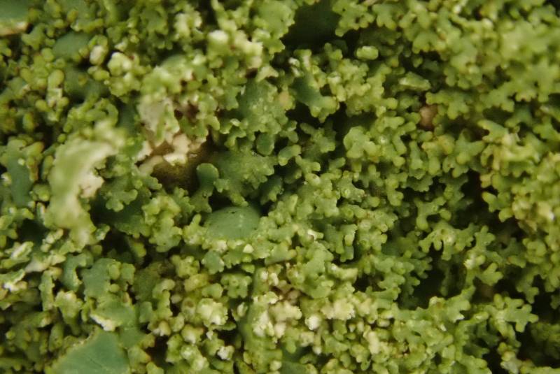 Rough Shield Lichen (Punctelia rudecta)