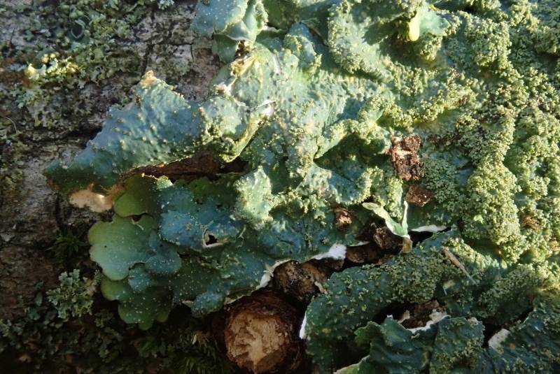 Rough Shield Lichen (Punctelia rudecta)