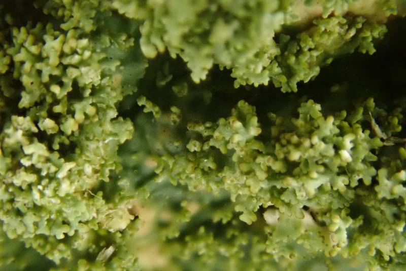 Rough Shield Lichen (Punctelia rudecta)