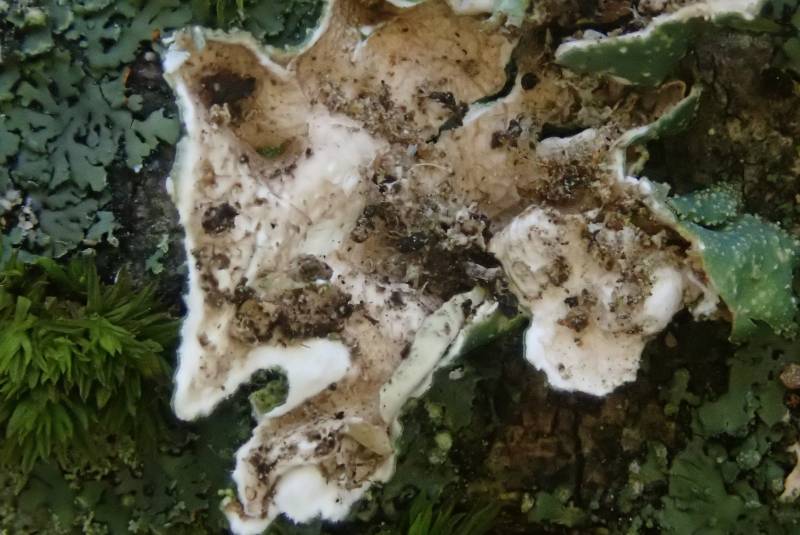 Rough Shield Lichen (Punctelia rudecta): underside of thallus
